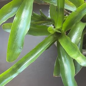 Photo of the plant species Neoregelia 'Fireball' by @CompleteRedtree named Sigmund on Greg, the plant care app
