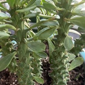 Photo of the plant species Sausage Spurge by @CompleteRedtree named Darwin on Greg, the plant care app