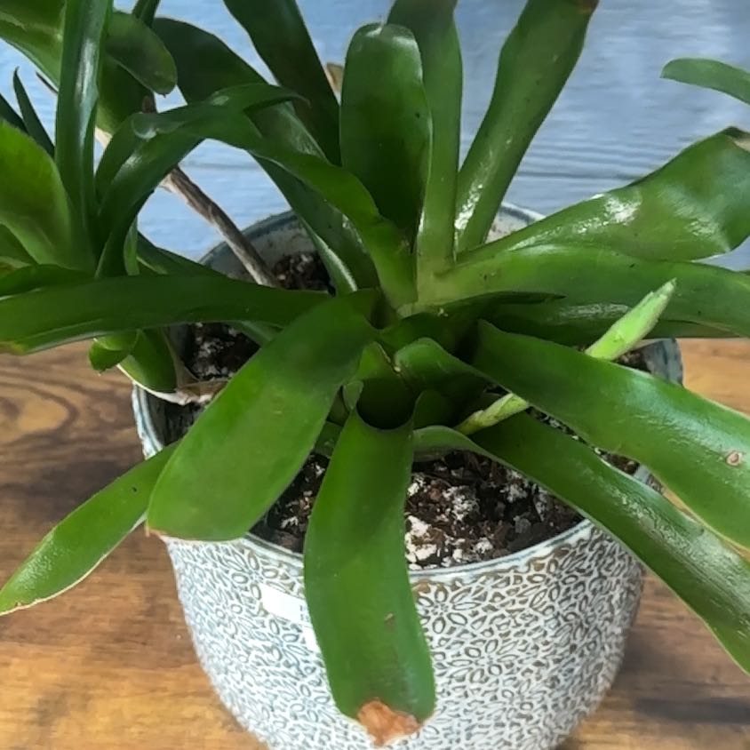 Photo of the plant species Neoregelia 'Fireball' by @CompleteRedtree named Scarlett on Greg, the plant care app