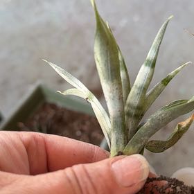 Photo of the plant species Banded Airplant by @PumpedupLettuce named Sol on Greg, the plant care app