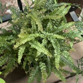 Photo of the plant species Bronze Venus Fern by @QuixoticTagetes named Treeyoncé on Greg, the plant care app