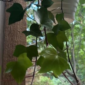 Photo of the plant species Algerian Ivy by @QuixoticTagetes named Gregarious on Greg, the plant care app
