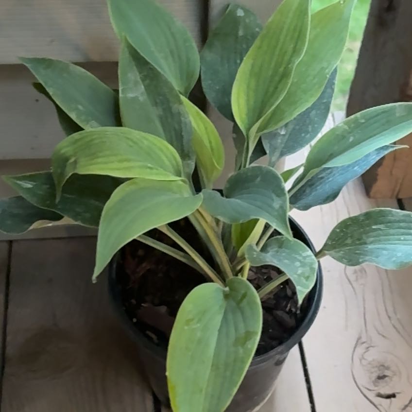 Photo of the plant species Hosta 'Halcyon' by @QuixoticTagetes named Leaf Erickson on Greg, the plant care app