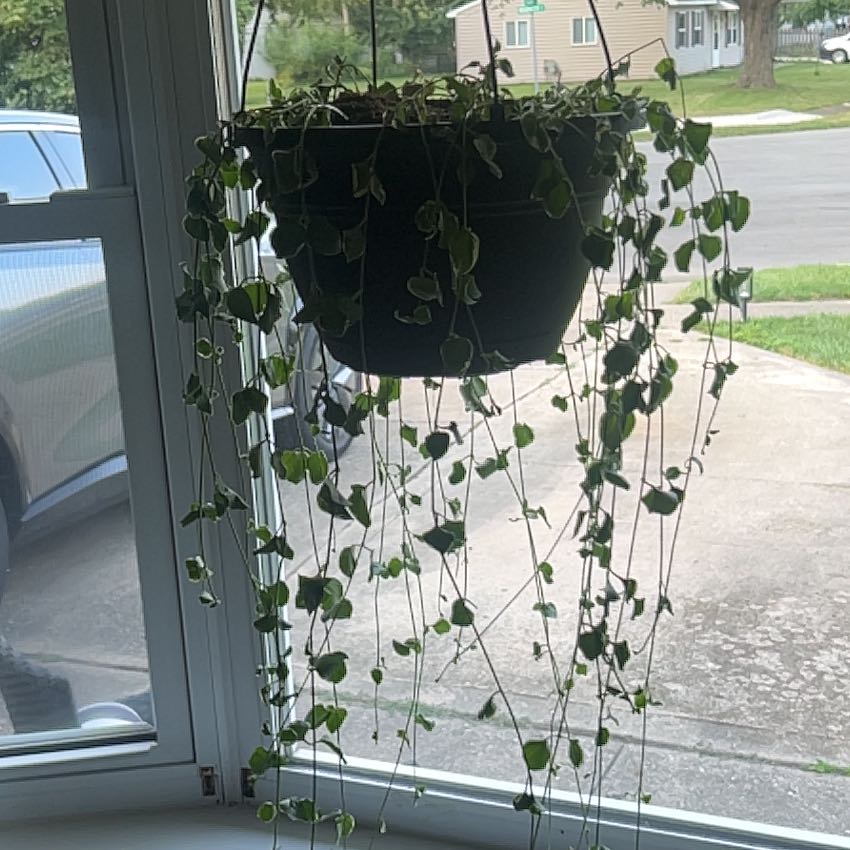 Photo of the plant species Vinca Vine Variegated by @CozyPukatea named Gates on Greg, the plant care app