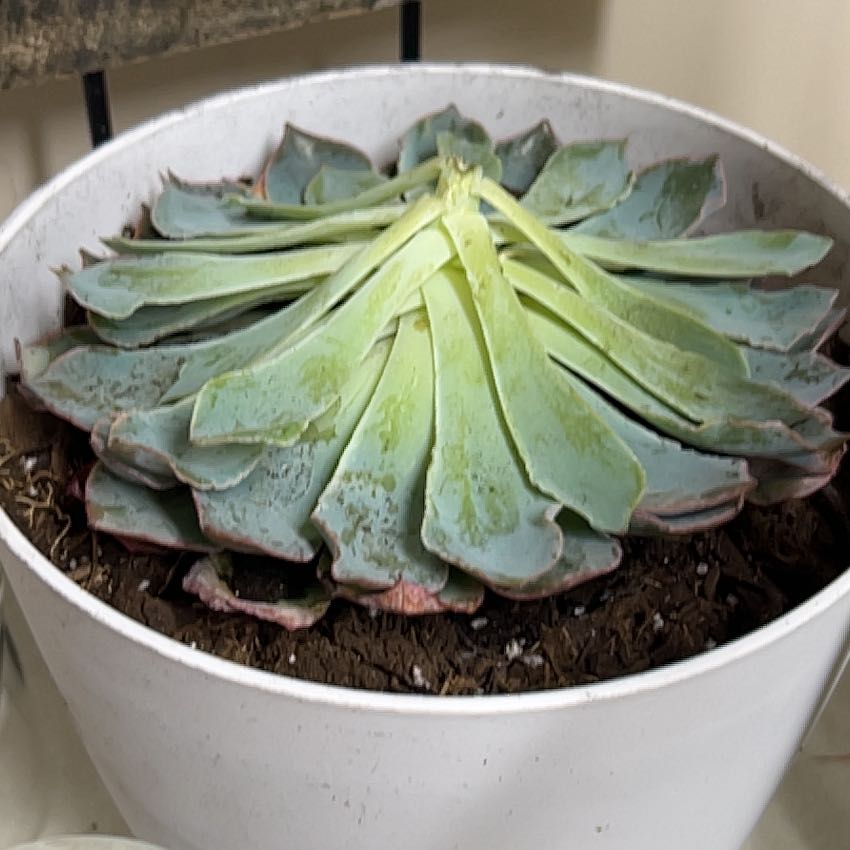 Photo of the plant species Echeveria 'Blue Heron' by @CozyPukatea named Rainier on Greg, the plant care app