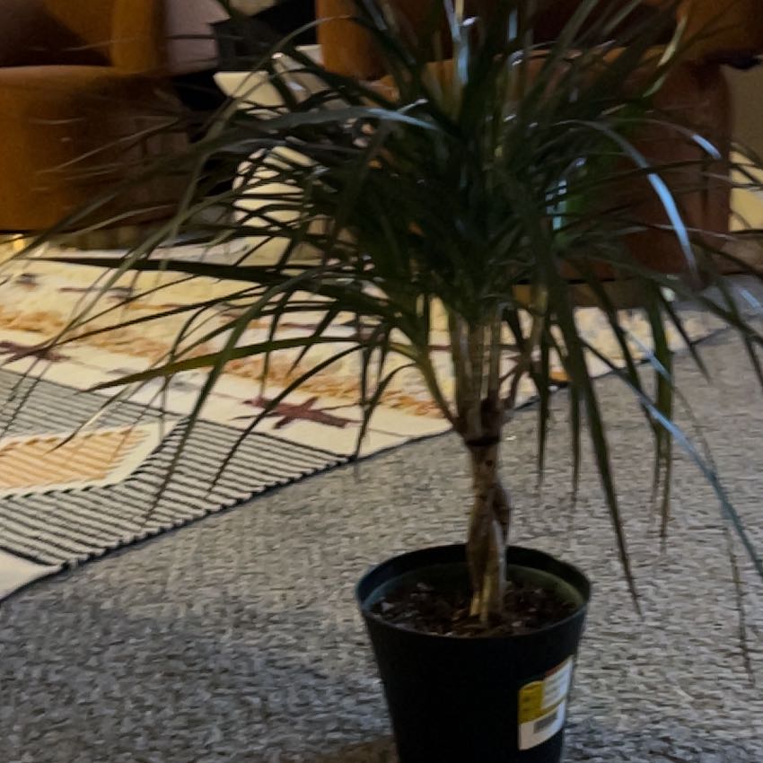 Photo of the plant species marginata cane by @CozyPukatea named McKinley on Greg, the plant care app