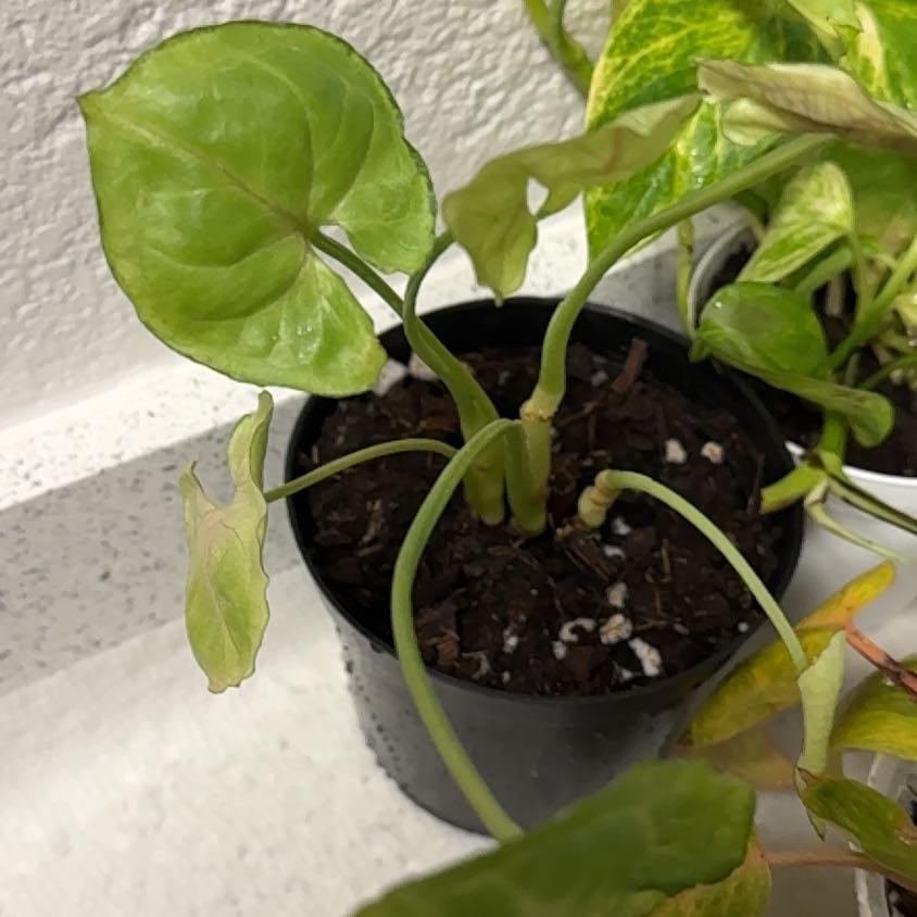 Photo of the plant species Syngonium Mango Allusion Variegated by @raianne named Harper on Greg, the plant care app