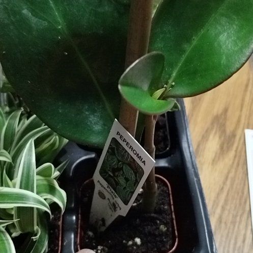 Photo of the plant species peperomia by @DollKalopanax named Kobe on Greg, the plant care app