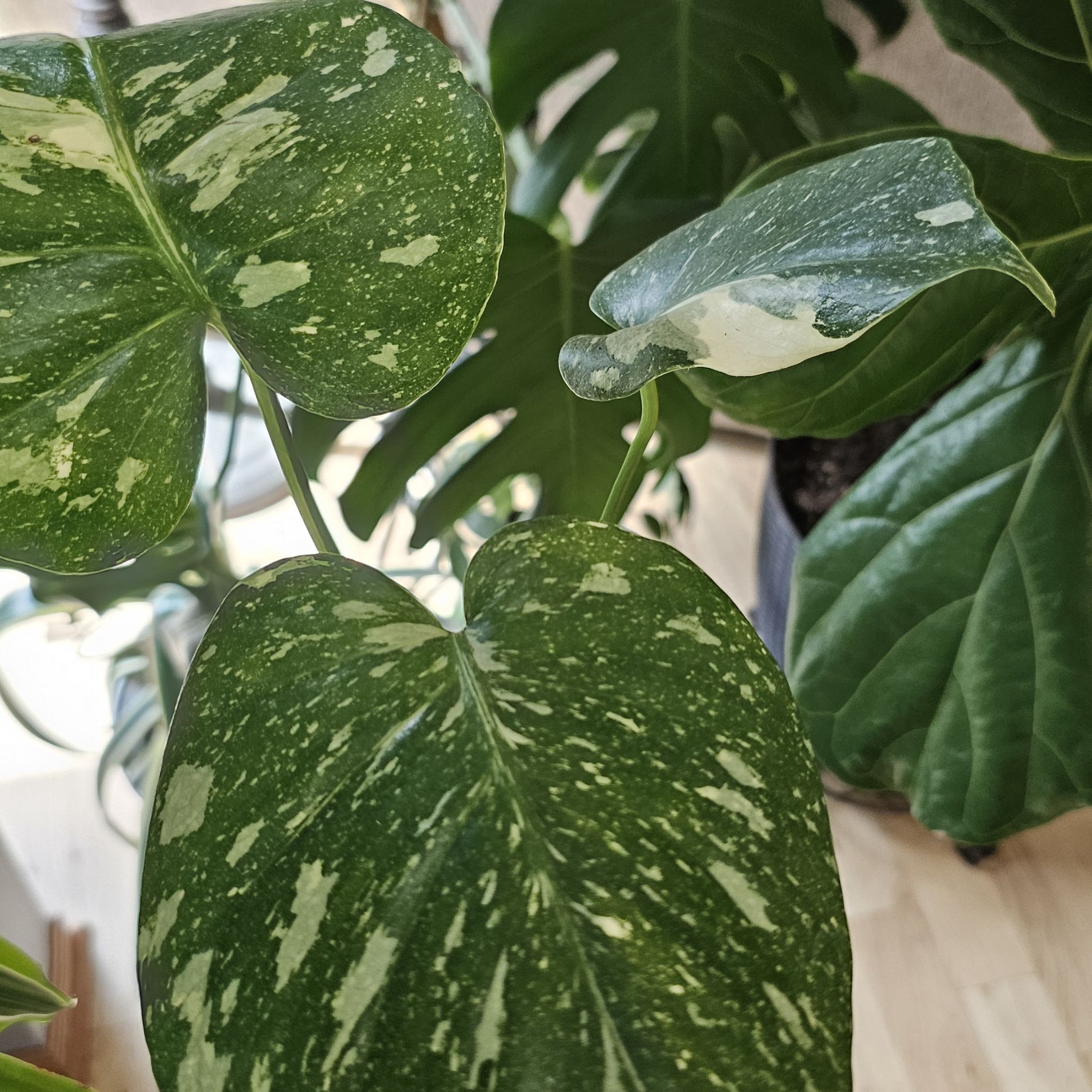 Photo of the plant species Monstera by @DashingSeaoxeye named Stella on Greg, the plant care app