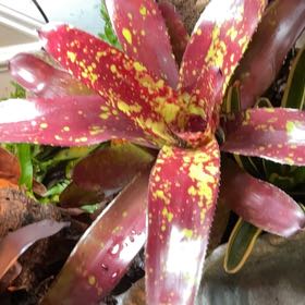 Photo of the plant species neoregelia tangerine by @YesSpoonyucca named Keanu Leaves on Greg, the plant care app