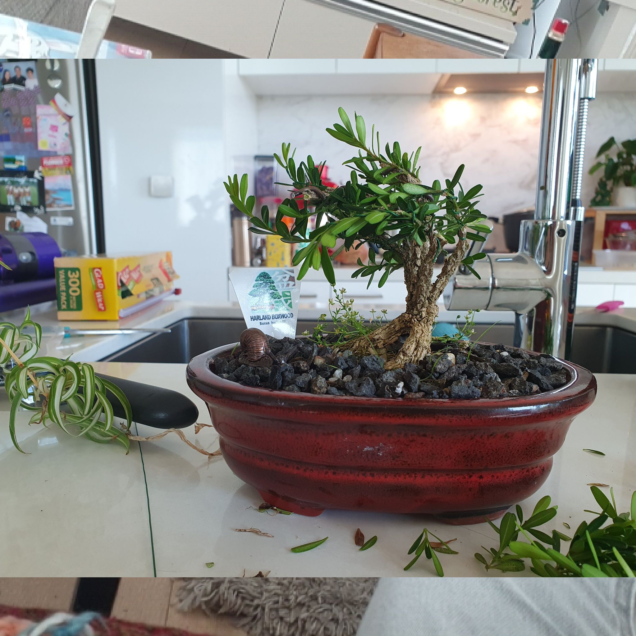 Photo of the plant species Harland Boxwood by @HeirThujopsis named Aristotle on Greg, the plant care app