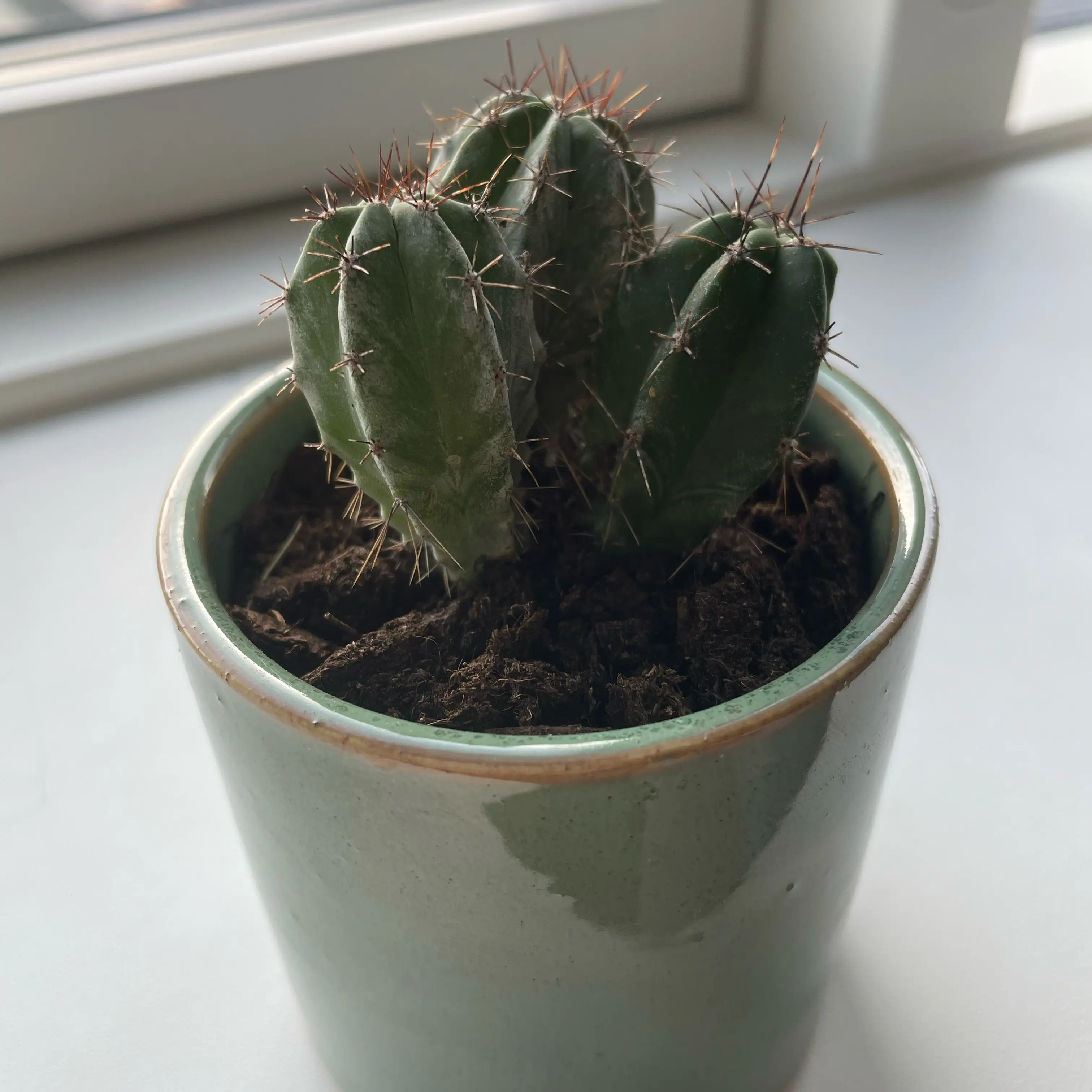 Polaskia chichipe cactus in a green ceramic pot with visible soil.
