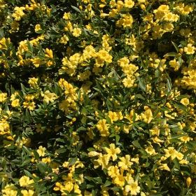 Photo of the plant species honey suckle by @BrawnyRedrose named Marilyn on Greg, the plant care app
