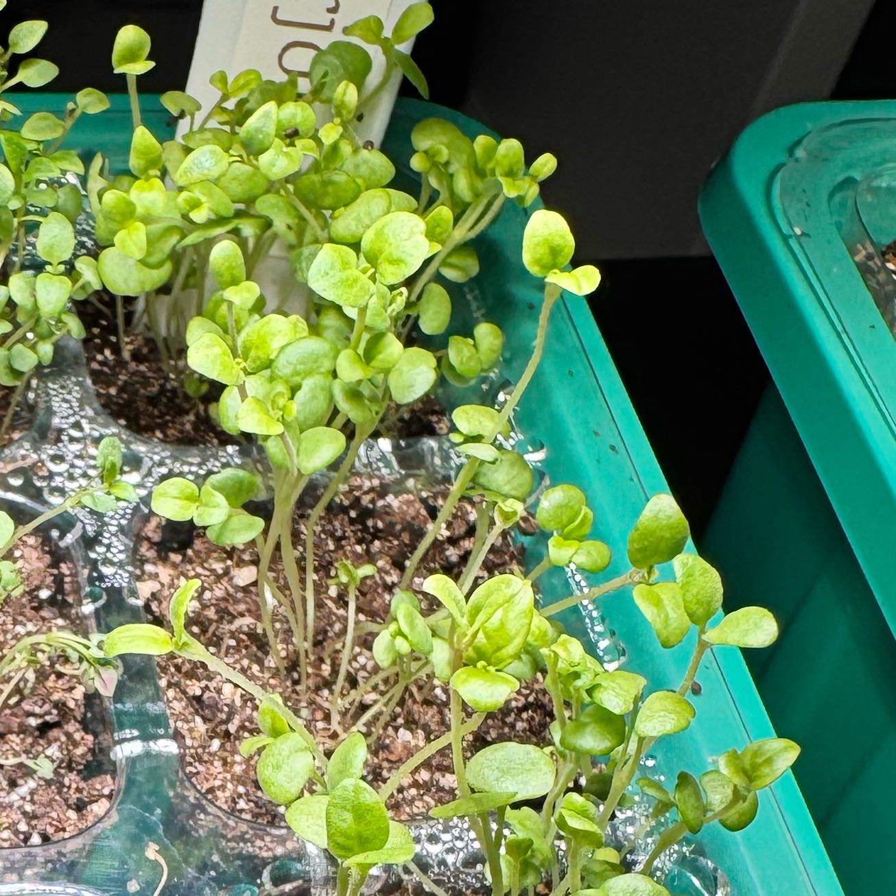Photo of the plant species Marjoram by @PatientDracaena named Surya on Greg, the plant care app