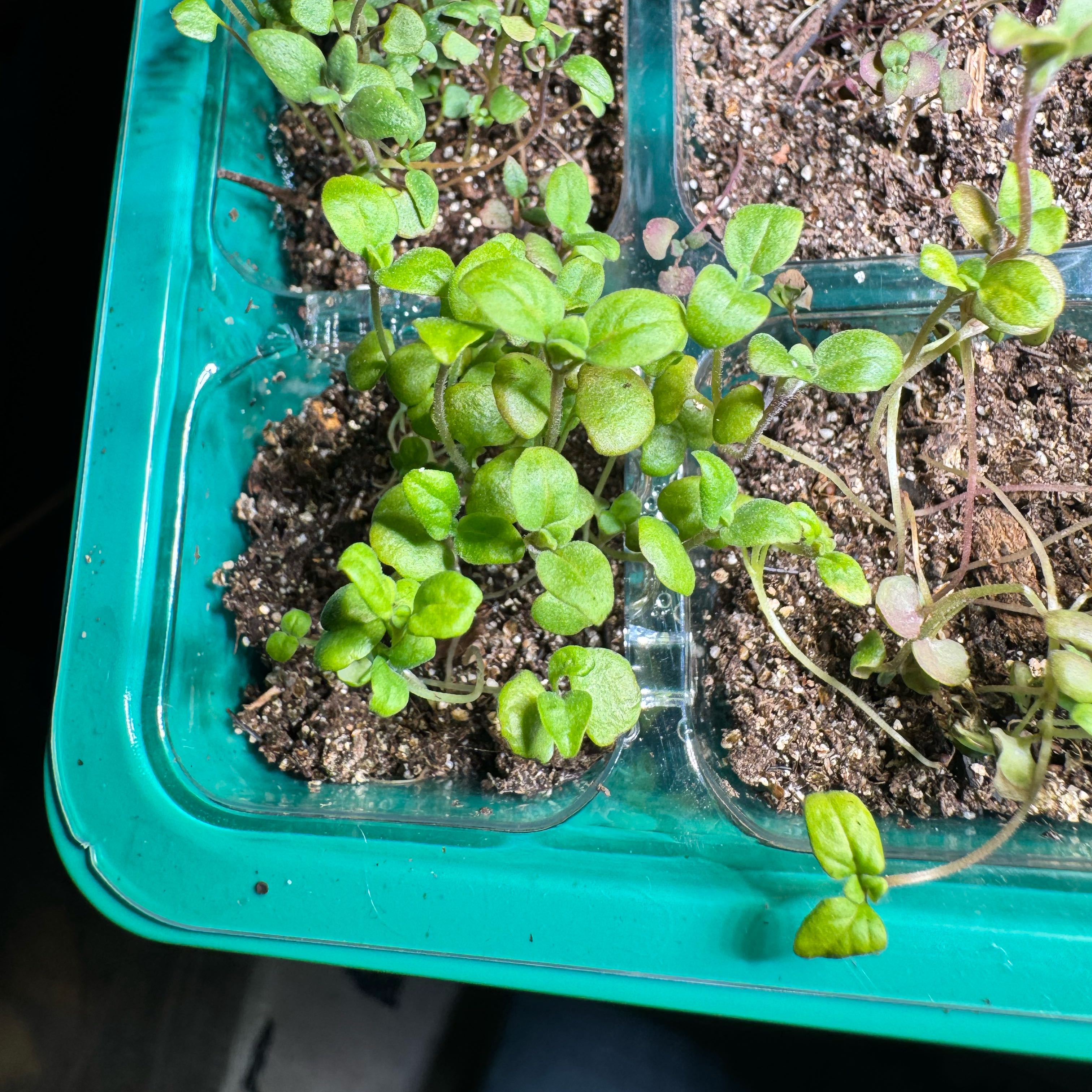 Photo of the plant species Marjoram by @PatientDracaena named Peter Parker on Greg, the plant care app