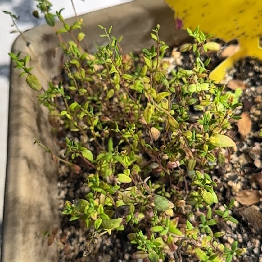 Photo of the plant species Common Thyme by @PatientDracaena named Remington on Greg, the plant care app