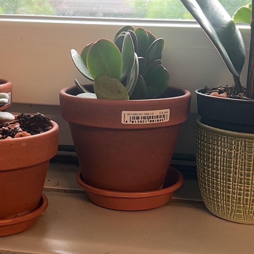 Potted Jade Plant on a windowsill, healthy with no visible discoloration.