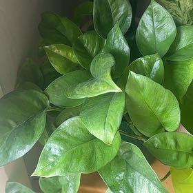 Photo of the plant species Pothos 'Green Queen' by @ArtisteEspostoa named Ganymede on Greg, the plant care app