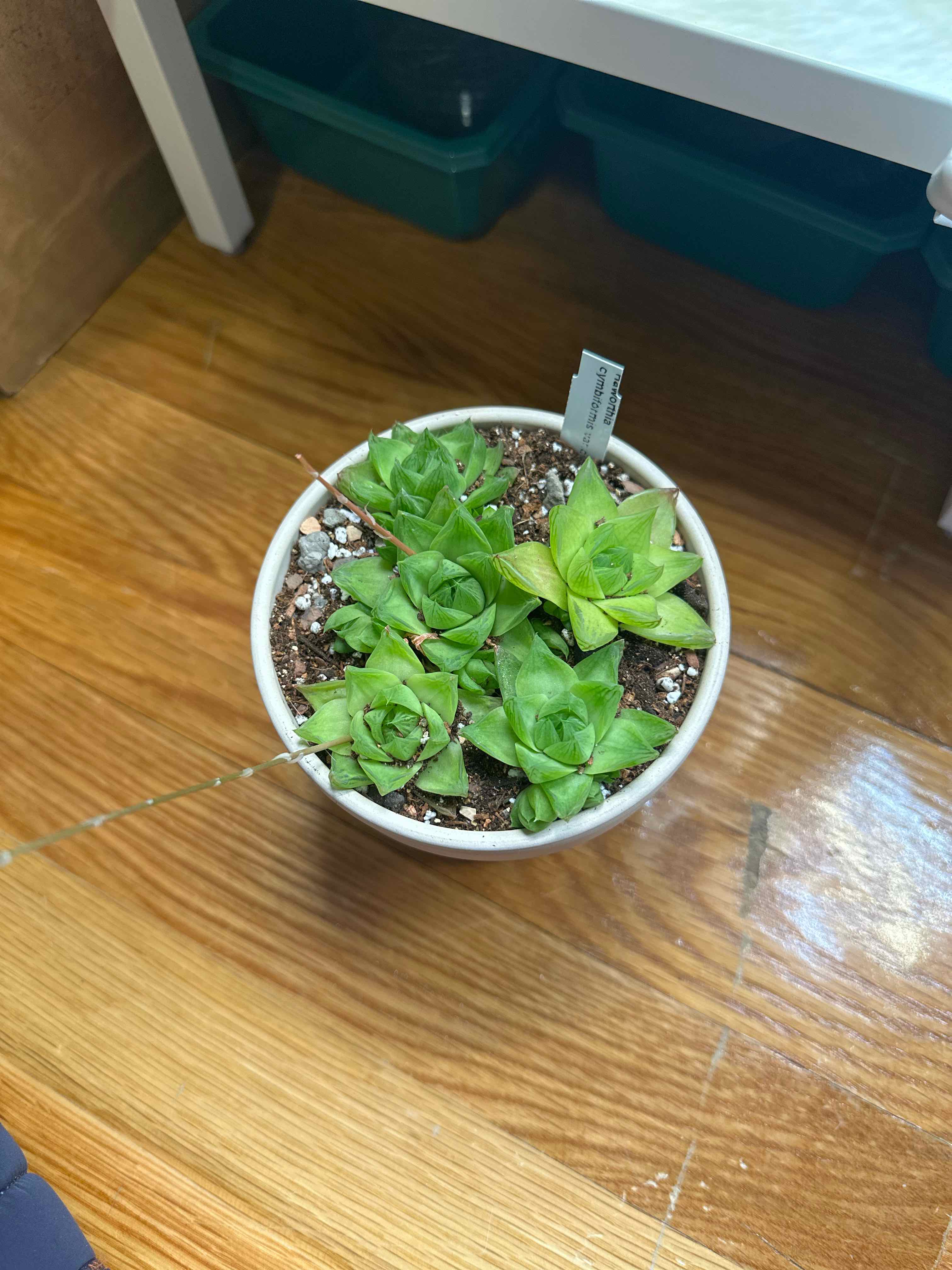 Photo of the plant species Haworthia cymbiformis var. cymbiformis by @StusGarden named Mando on Greg, the plant care app