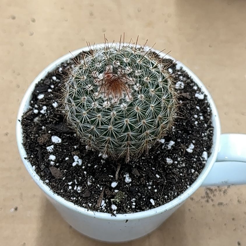 Parodia x erubescens cactus in a white pot with visible soil.