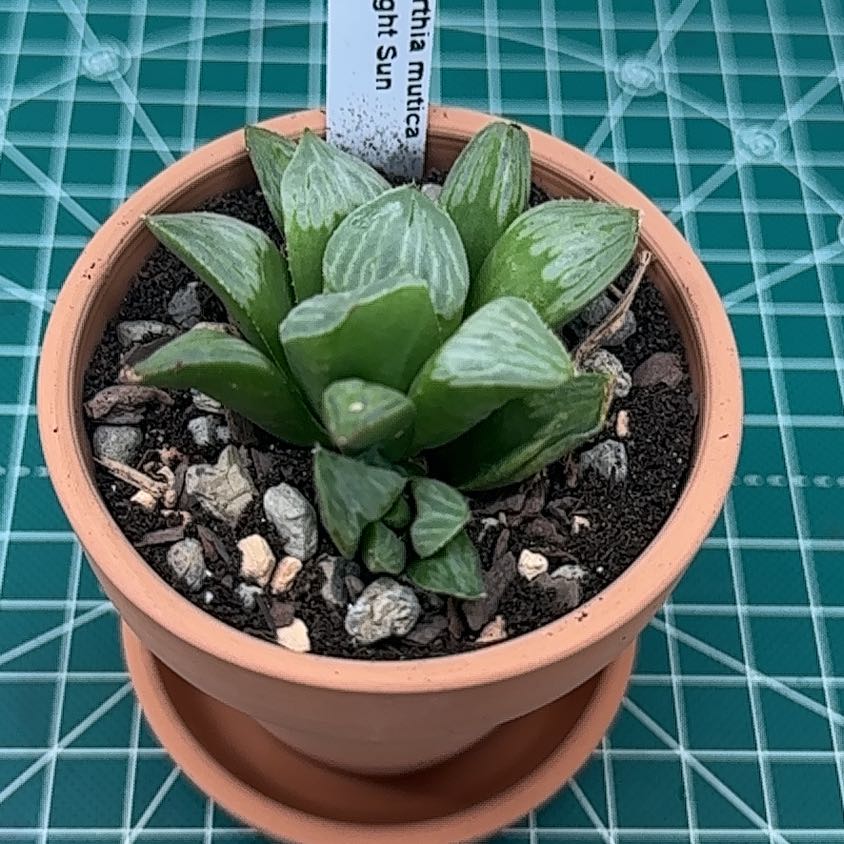 Photo of the plant species Haworthia mutica by @StusGarden named Kesha on Greg, the plant care app