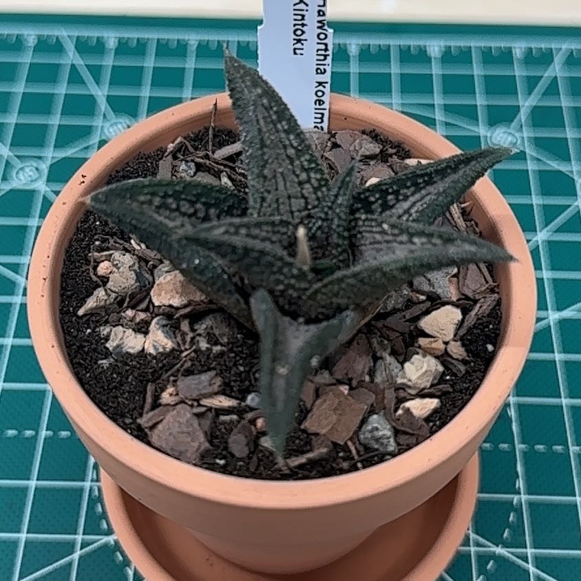 Photo of the plant species Haworthia koelmaniorum by @StusGarden named Denali on Greg, the plant care app