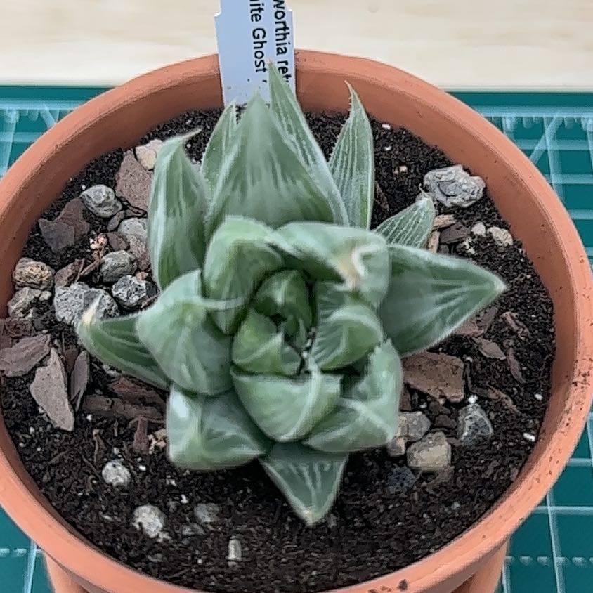 Photo of the plant species Variegated Haworthia retusa by @StusGarden named Keanu Leaves on Greg, the plant care app