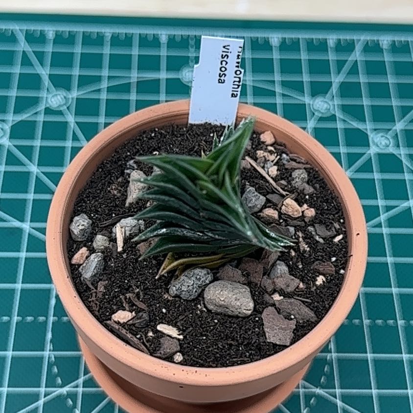 Photo of the plant species Haworthia viscosa by @StusGarden named Athena on Greg, the plant care app