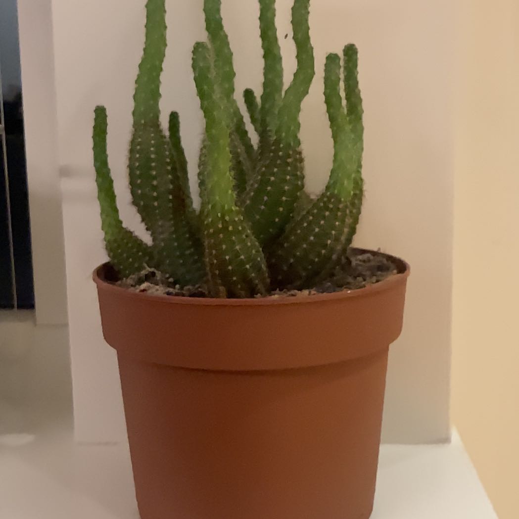 Photo of the plant species Chamaelobivia by @YummyOrchids named Chamaelobivia on Greg, the plant care app