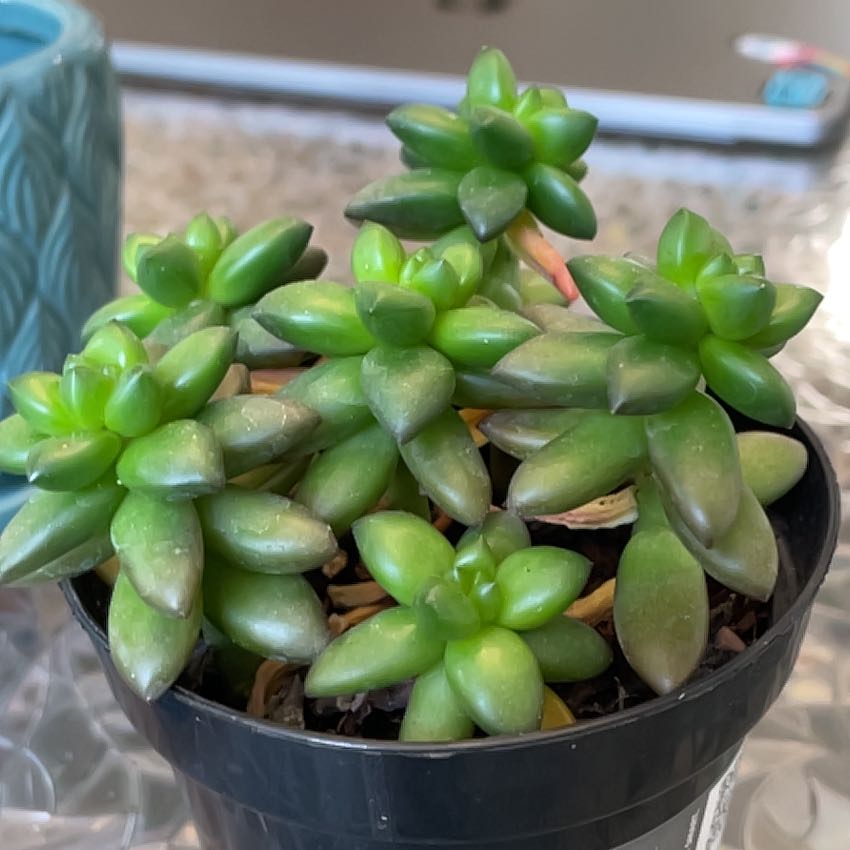 Sedeveria 'Jet Beads' succulent in a black pot with vibrant green leaves.