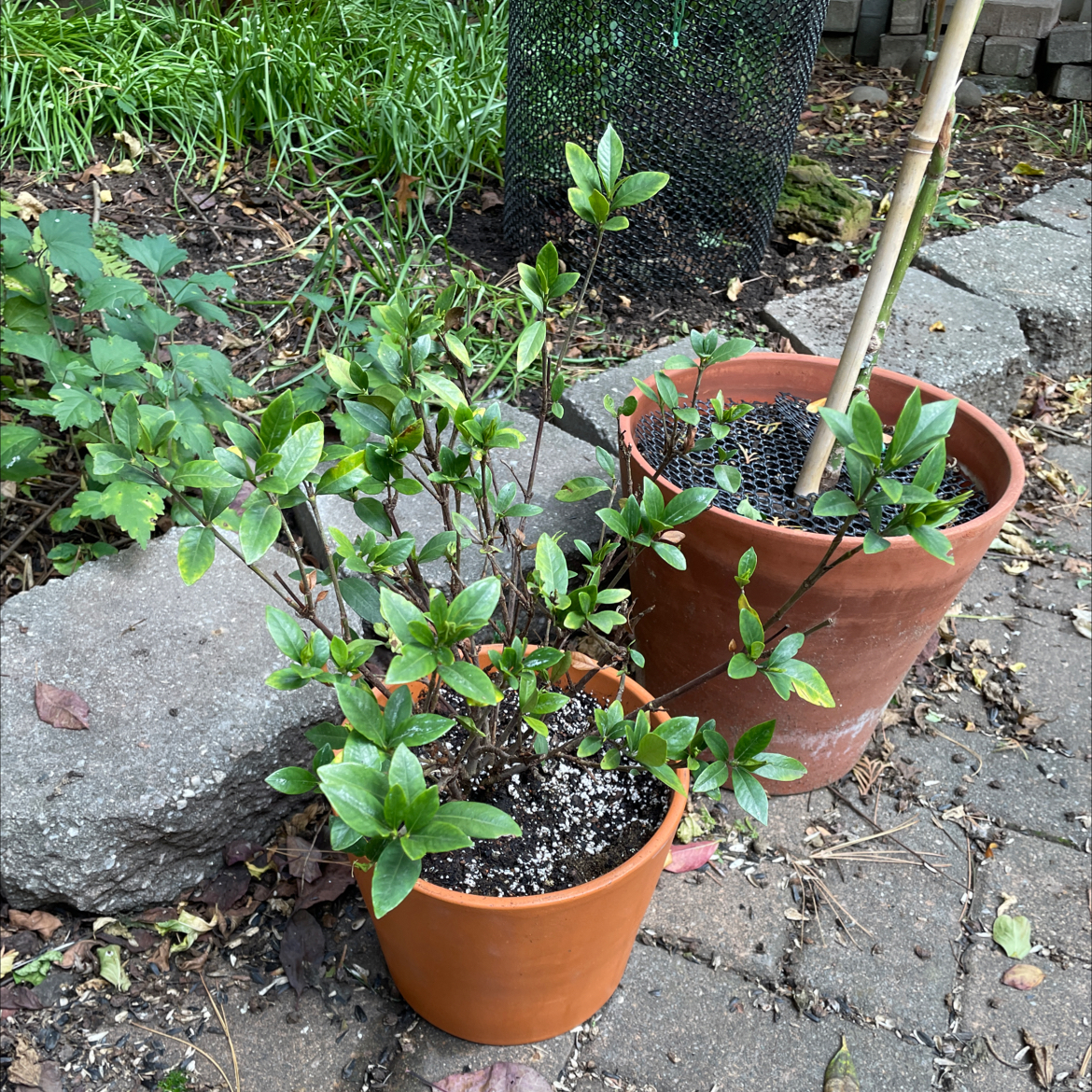 Photo of the plant species Gardenia by @CunningMatgrass named Tsenira on Greg, the plant care app