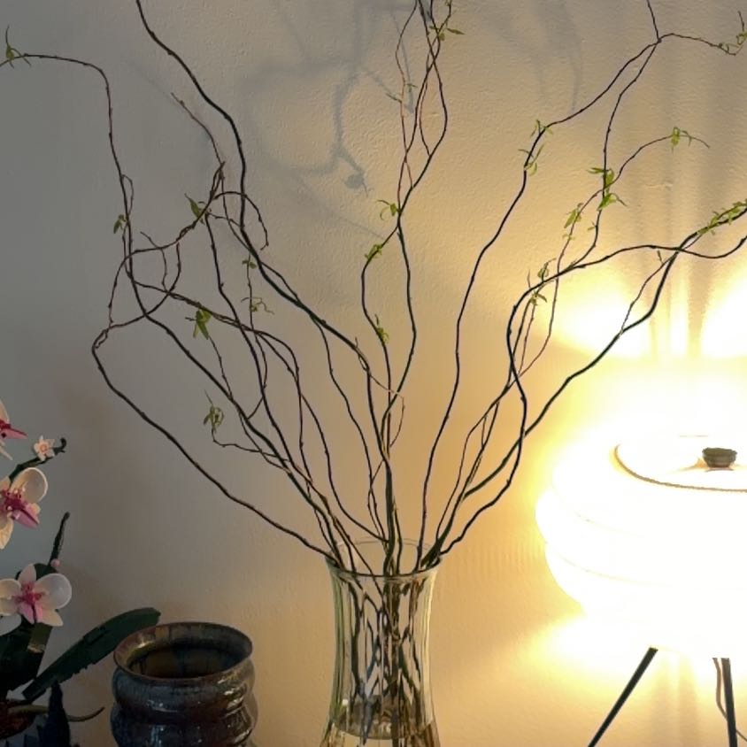 Photo of the plant species Weeping Willow Bonsai Tree by @CunningMatgrass named Rosa on Greg, the plant care app