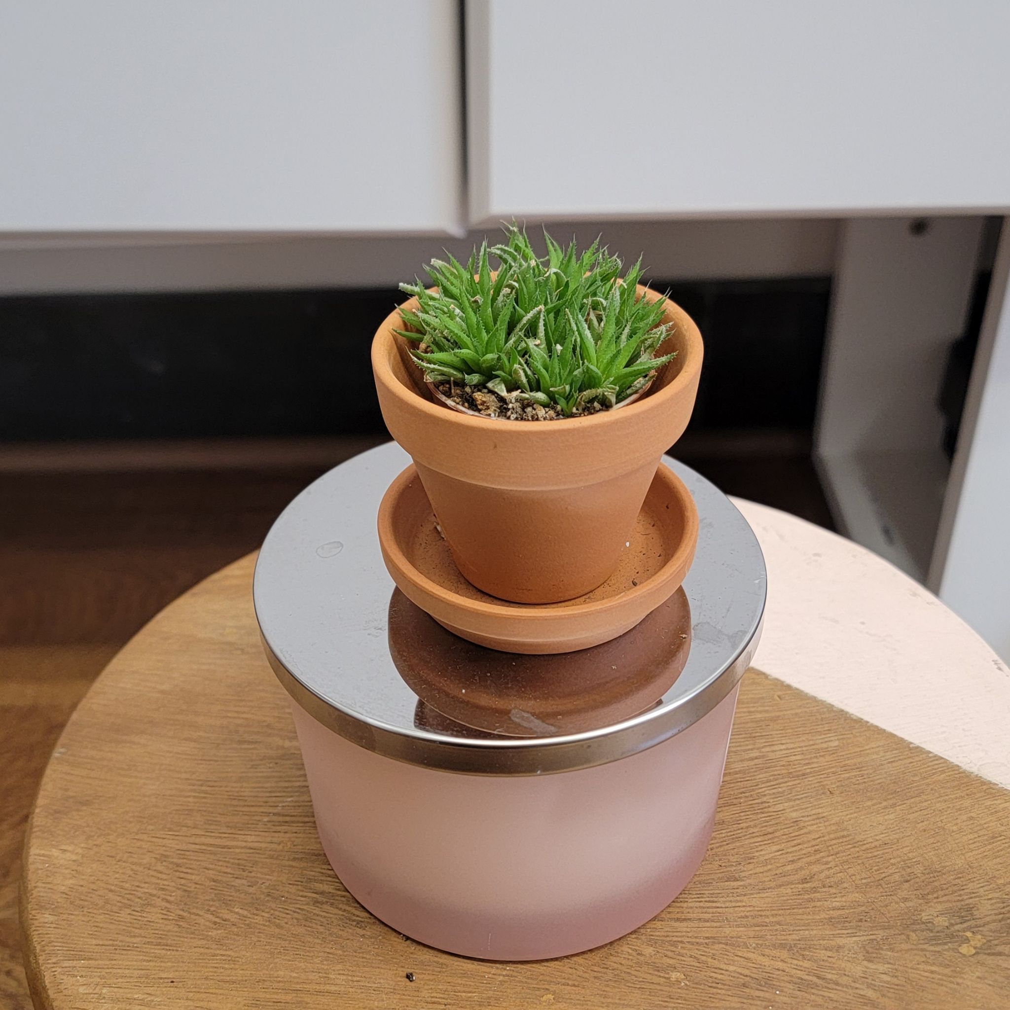 Photo of the plant species Narrow-leaved Haworthia by @ericaislife named Homer on Greg, the plant care app