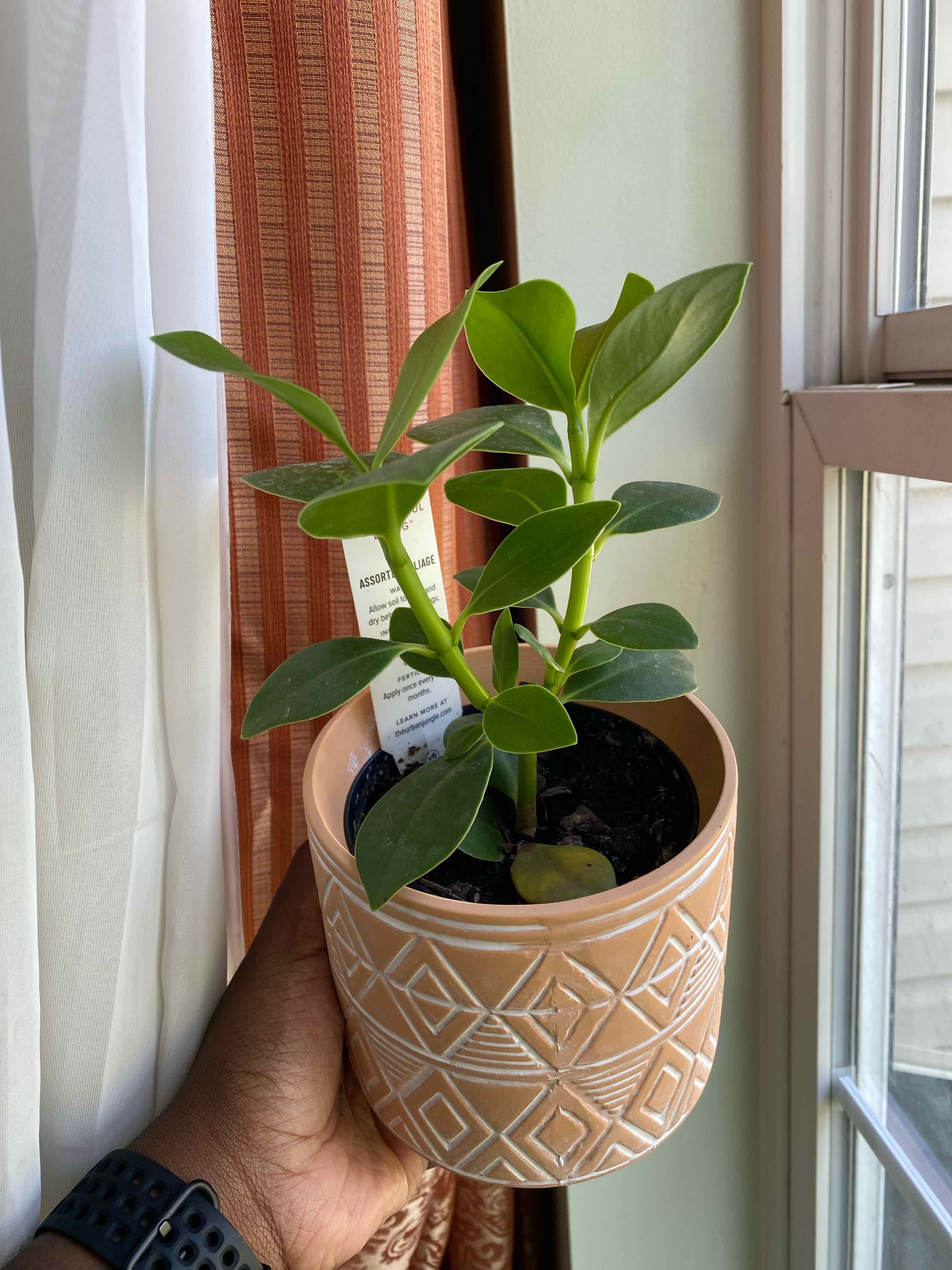 Potted Autograph Tree plant near a window with healthy green leaves.