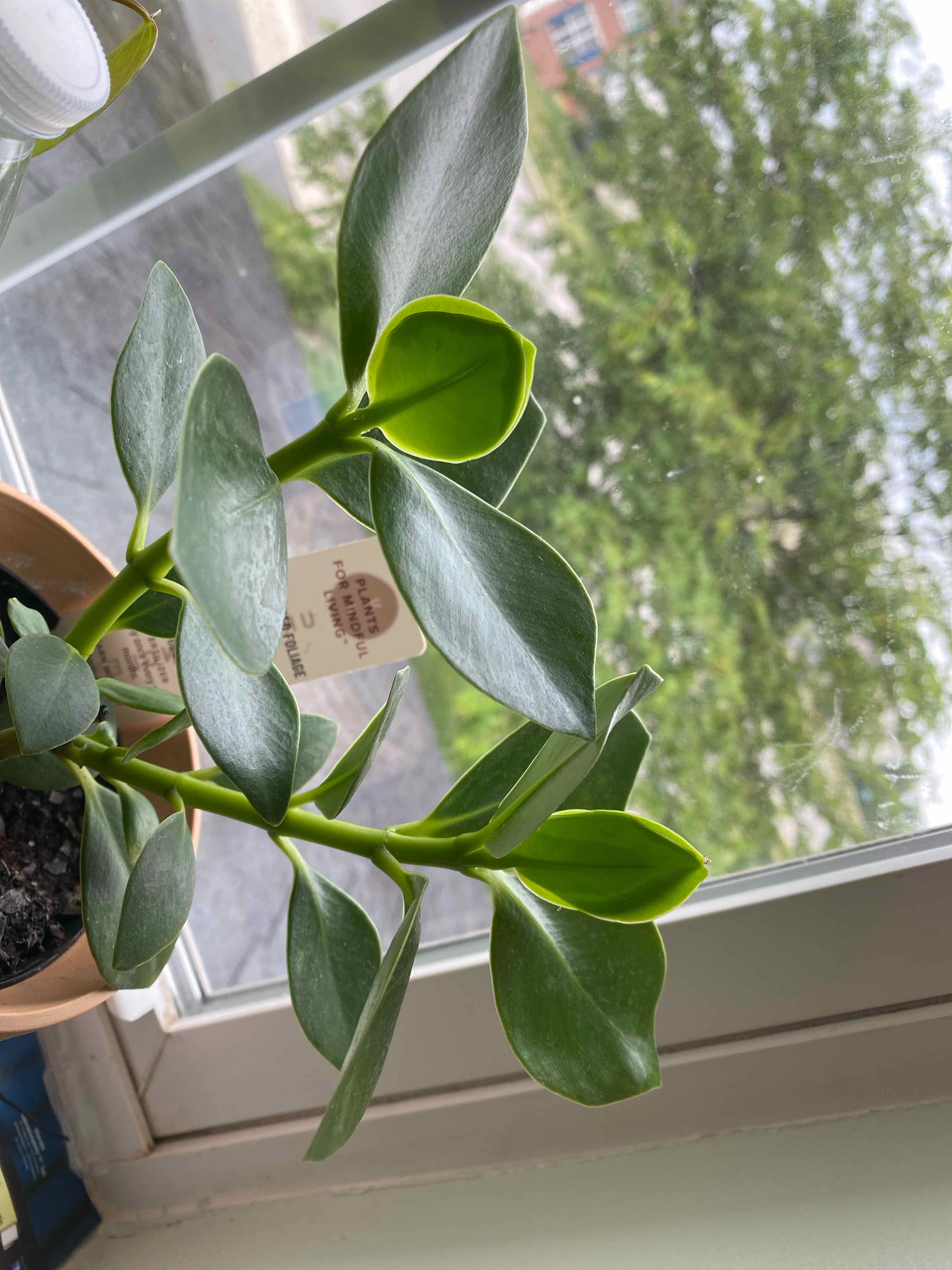 Healthy Autograph Tree with vibrant green leaves in a pot by a window.