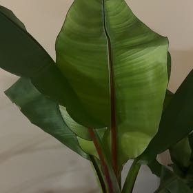 Photo of the plant species Ensete by @RugbyPlantMom named Mollie on Greg, the plant care app