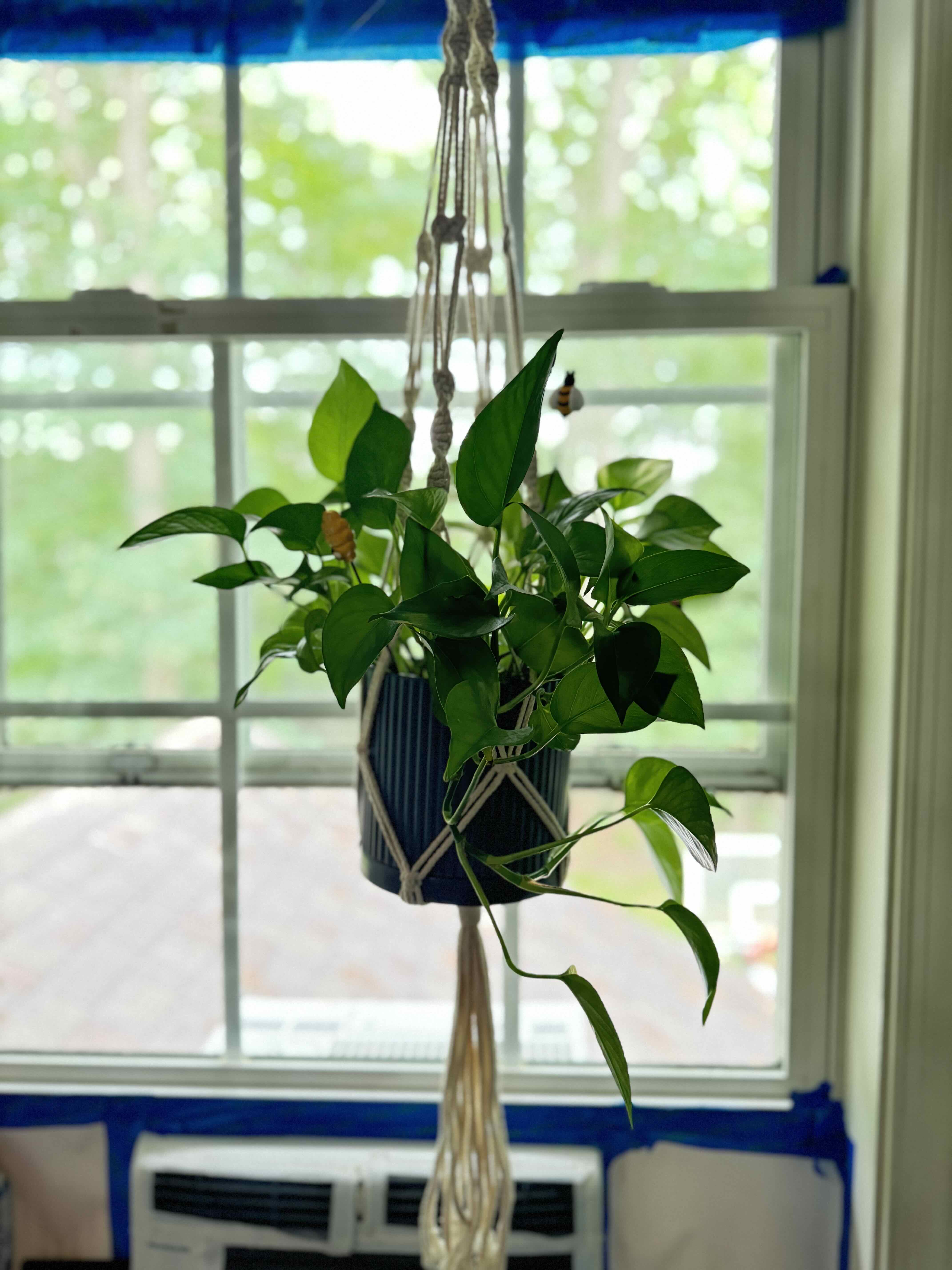 Hangy Boi