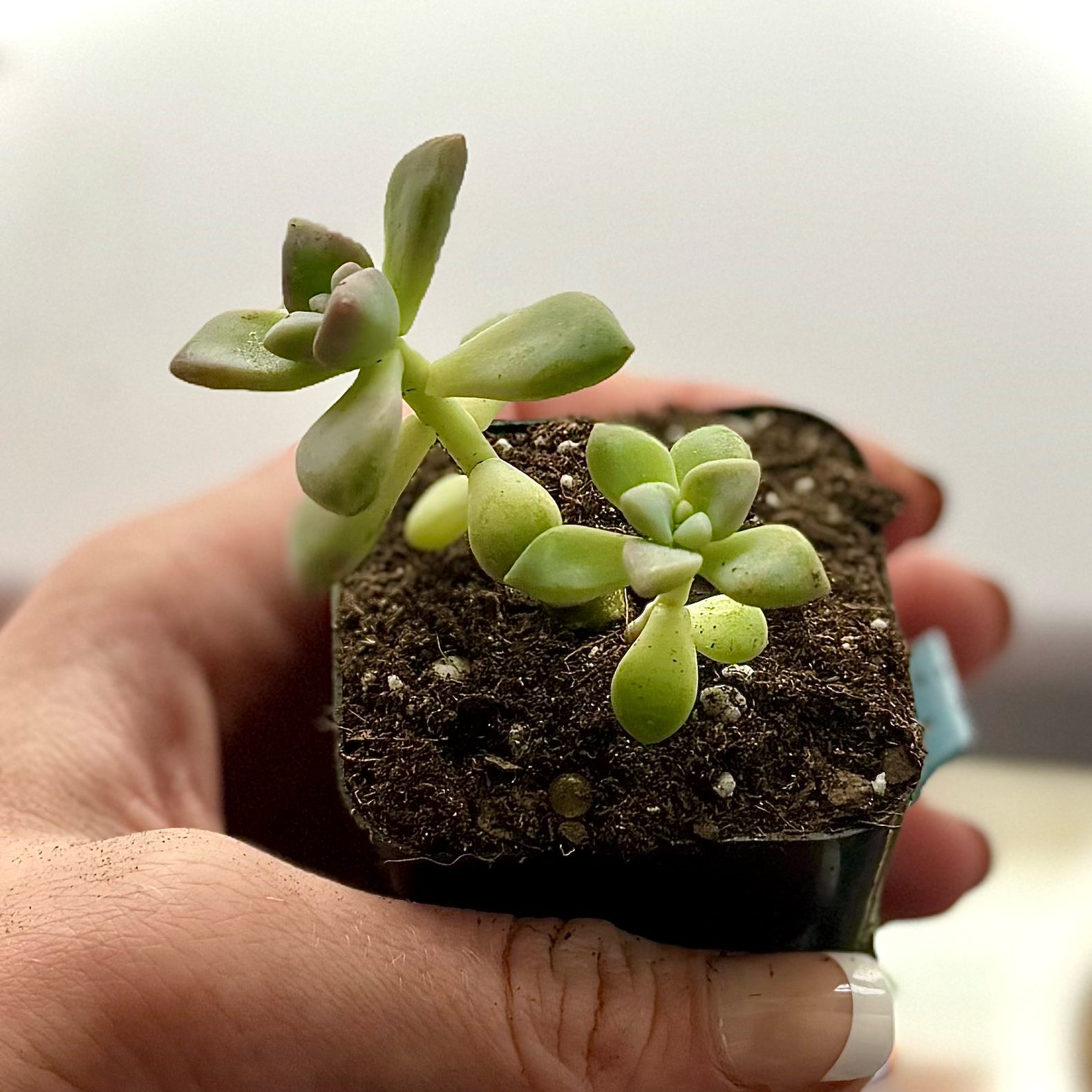 Photo of the plant species Inti Plantense by @SucculentSavant named Elina on Greg, the plant care app