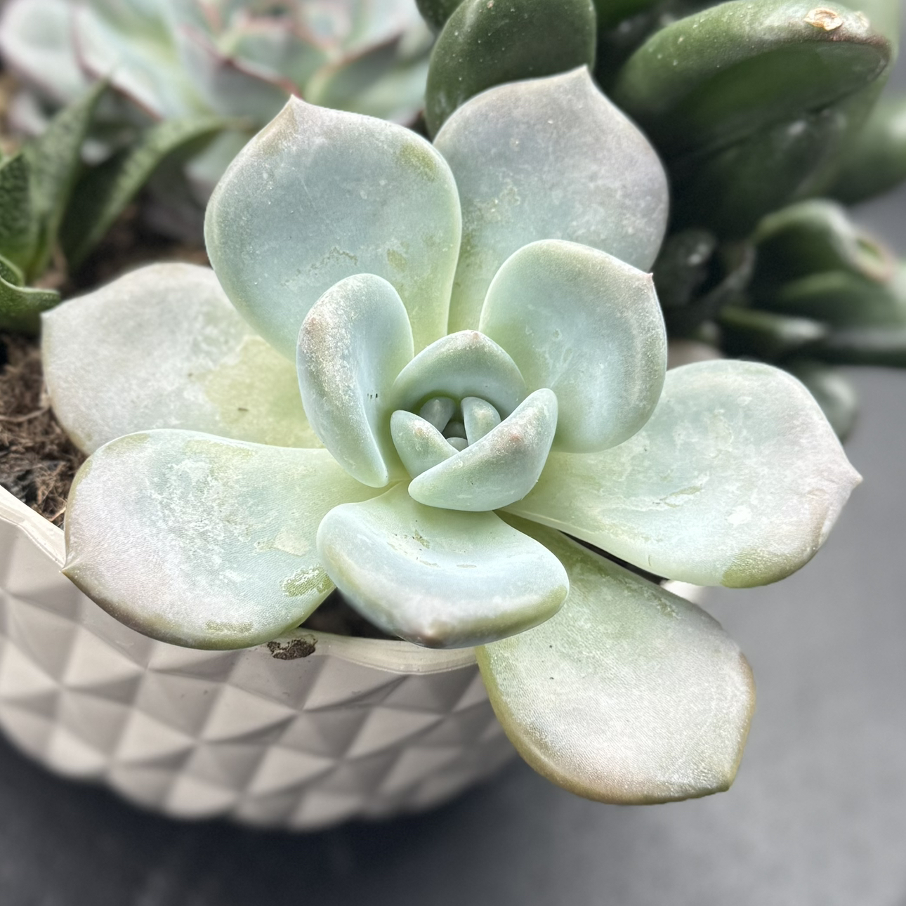 Photo of the plant species Echeveria laui by @SucculentSavant named Ophelia “Mochi” on Greg, the plant care app