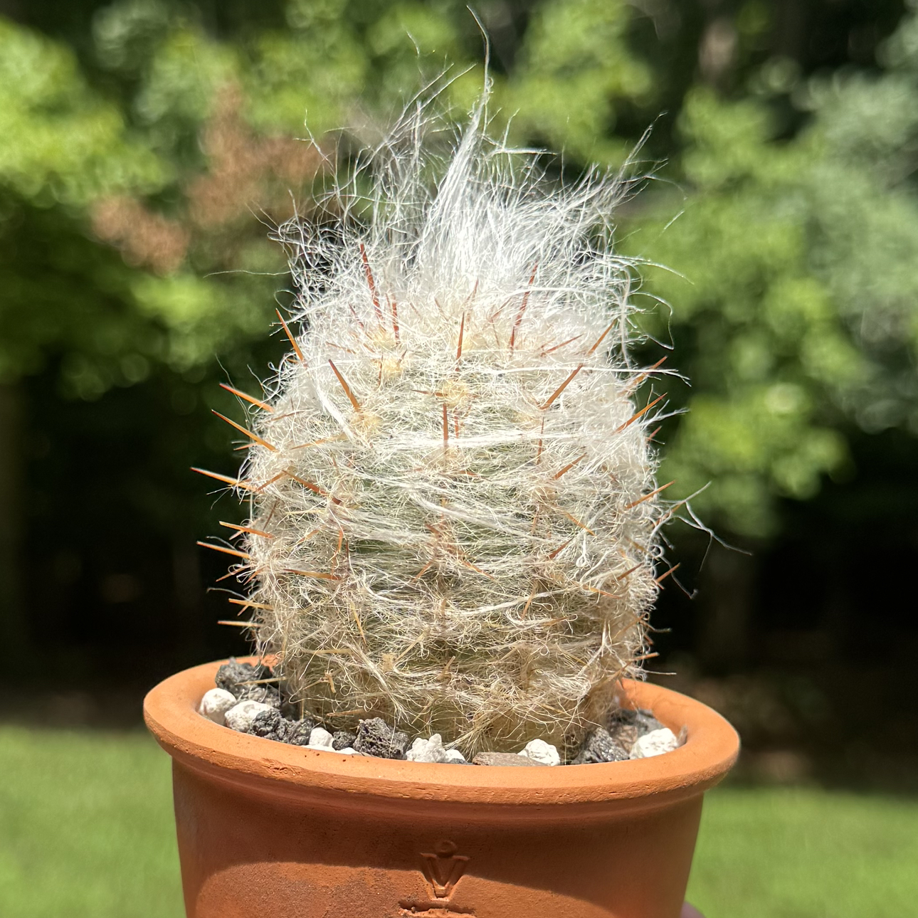 Photo of the plant species Old Man of the Mountains by @SucculentSavant named Eugene “Gandalf” on Greg, the plant care app
