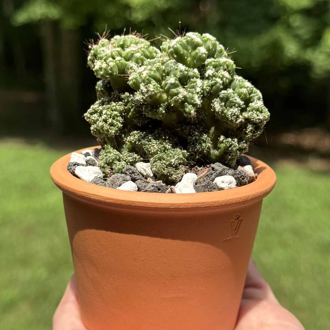 Photo of the plant species Ming Thing Cactus by @SucculentSavant named Mingaling on Greg, the plant care app