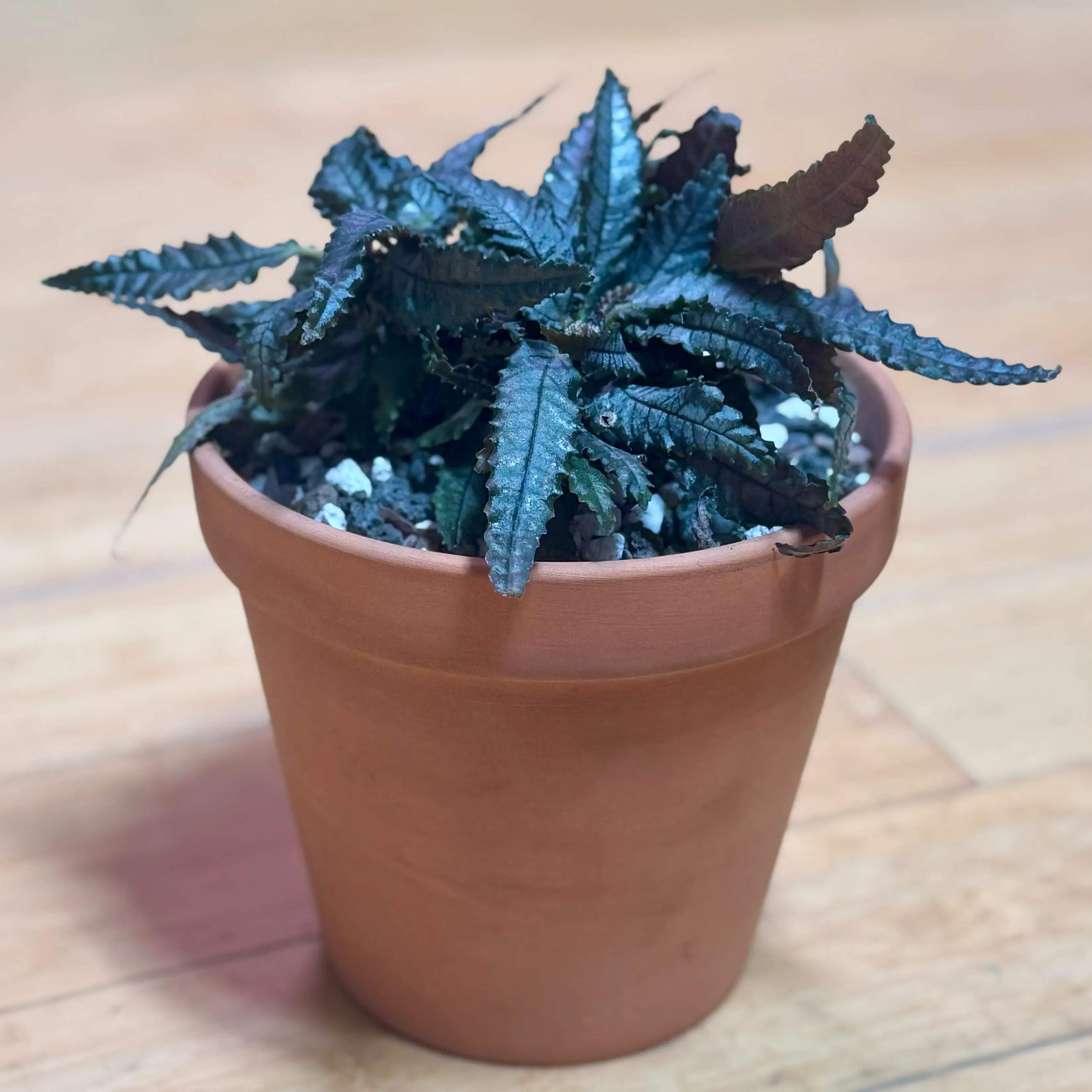 Photo of the plant species Parataniwha by @SucculentSavant named Obsidian on Greg, the plant care app