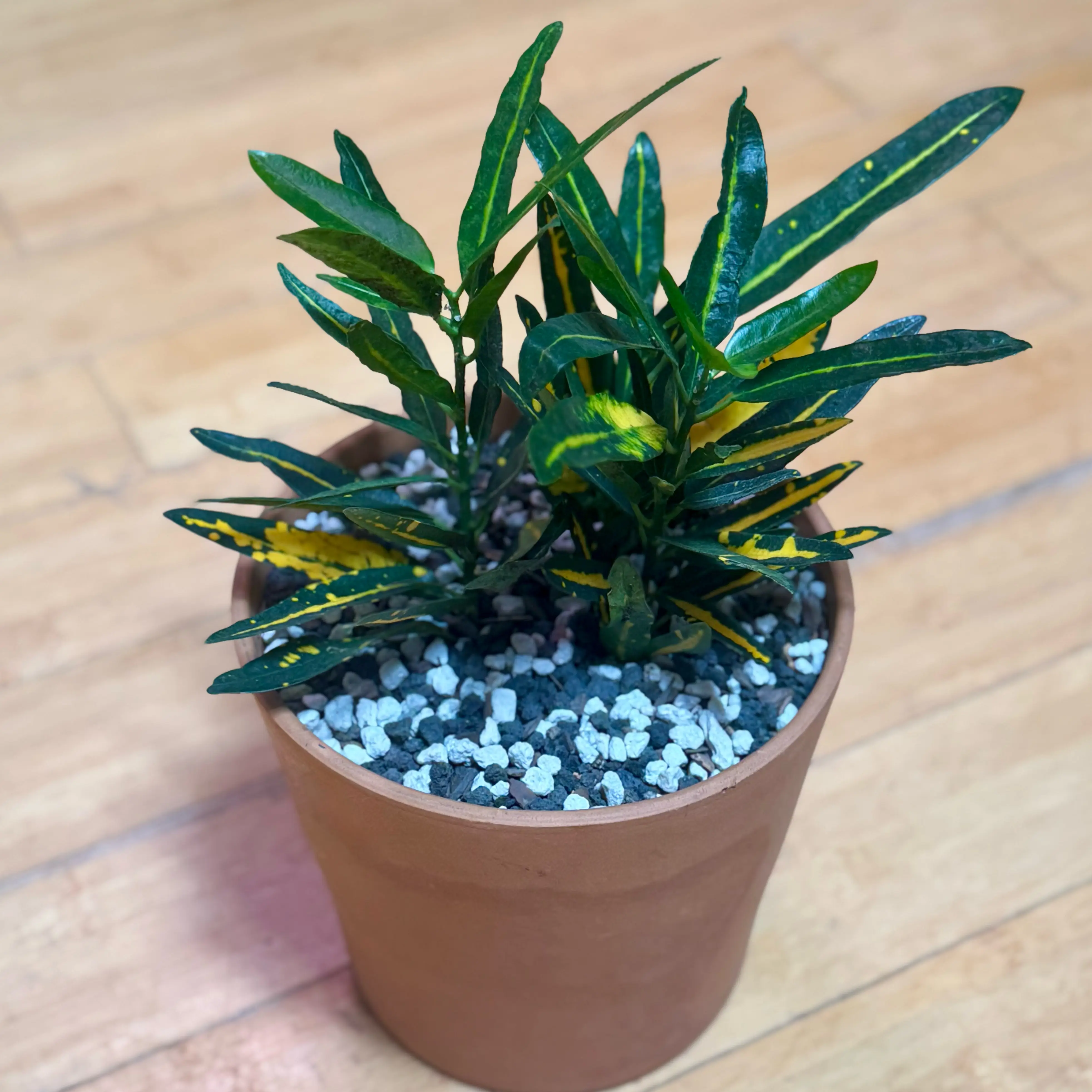Photo of the plant species Sunny Star Croton by @SucculentSavant named Ignatius “Iggy” on Greg, the plant care app