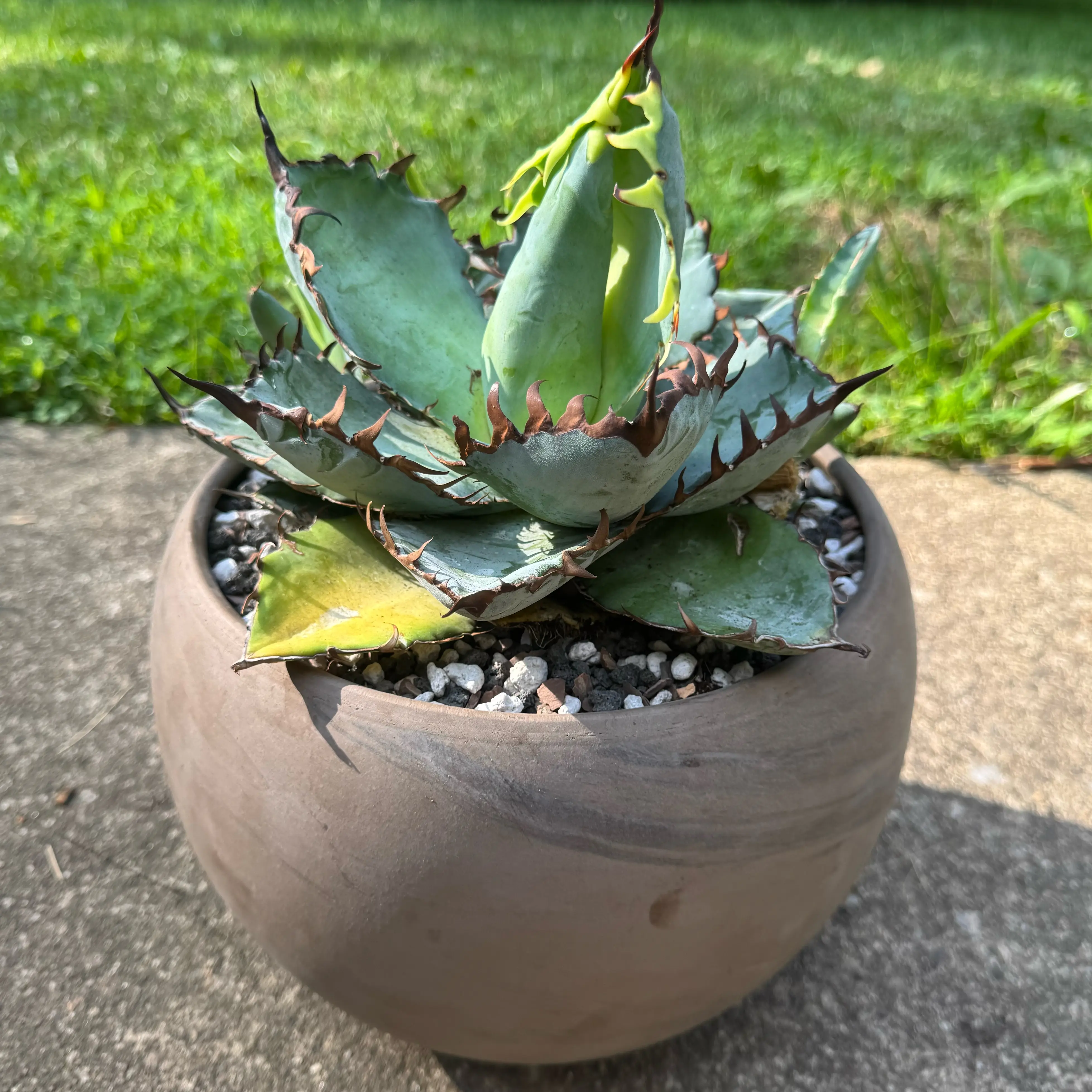 Photo of the plant species Agave titanota 'Black and Blue' by @SucculentSavant named Ragnar “Assassin” on Greg, the plant care app