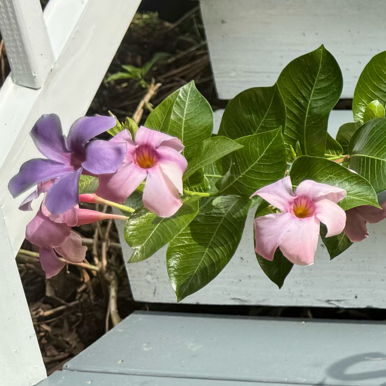 Photo of the plant species Dipladenia by @SucculentSavant named Calypso on Greg, the plant care app