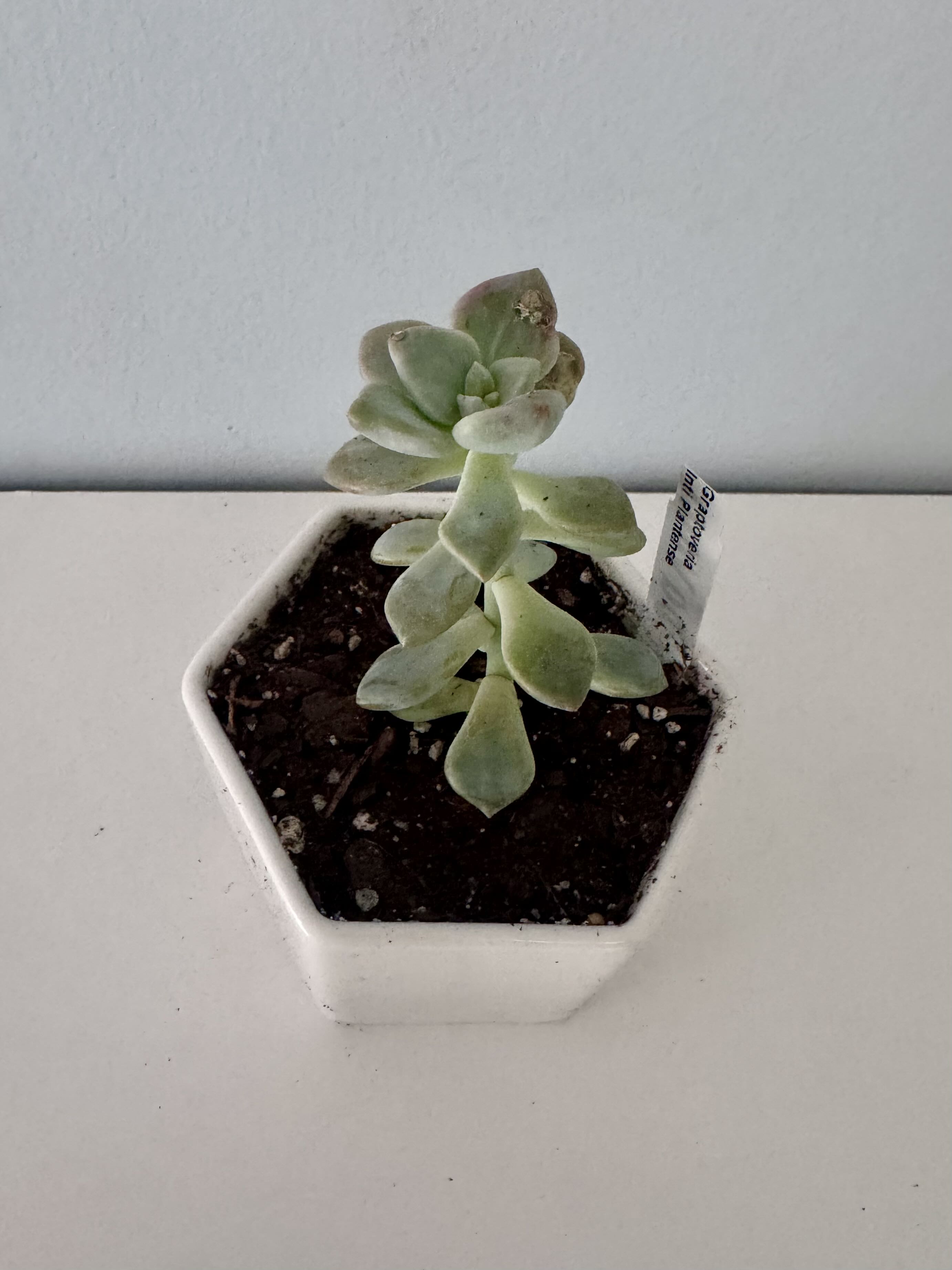 Photo from the post