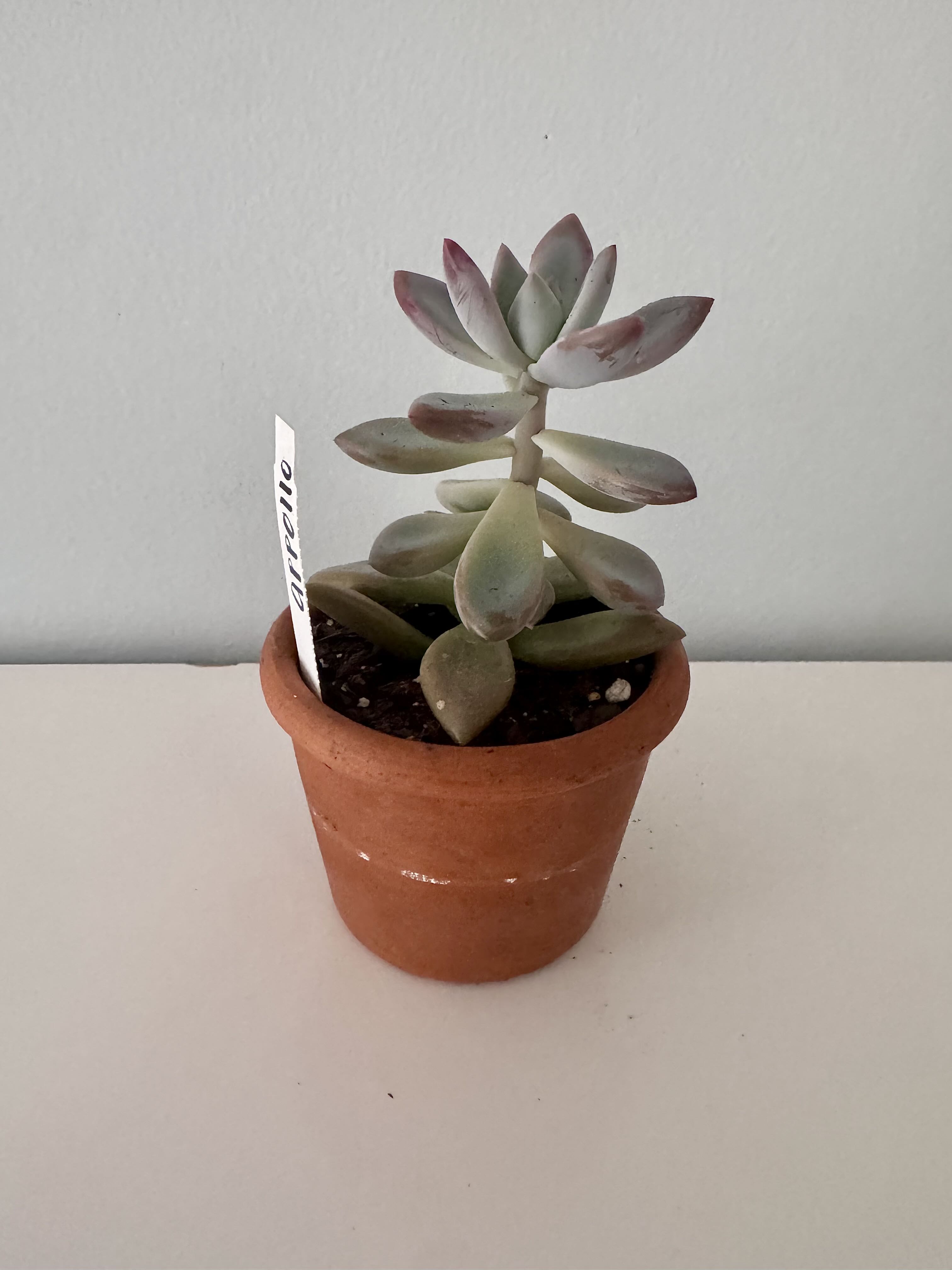 Photo from the post