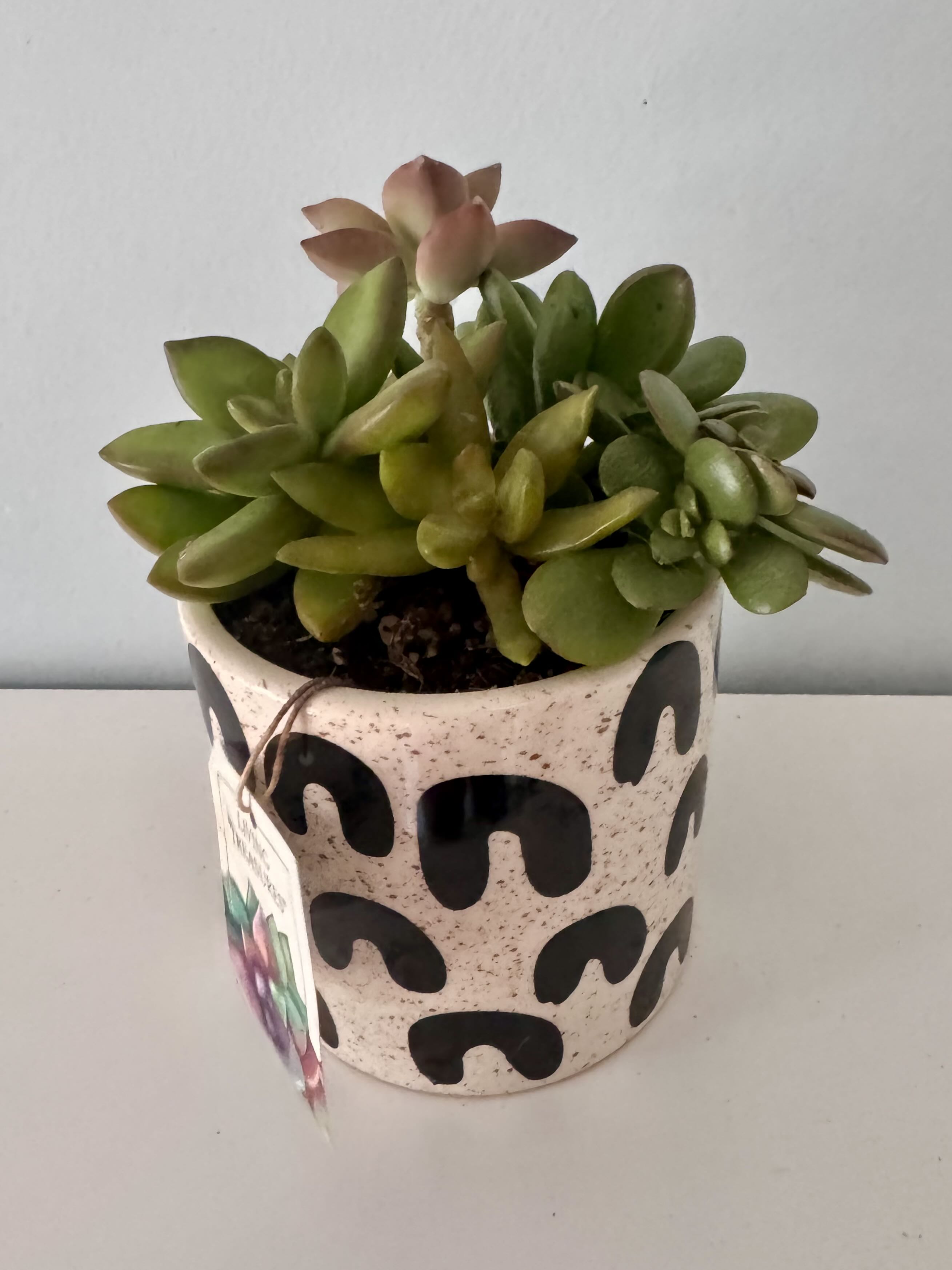 Photo from the post
