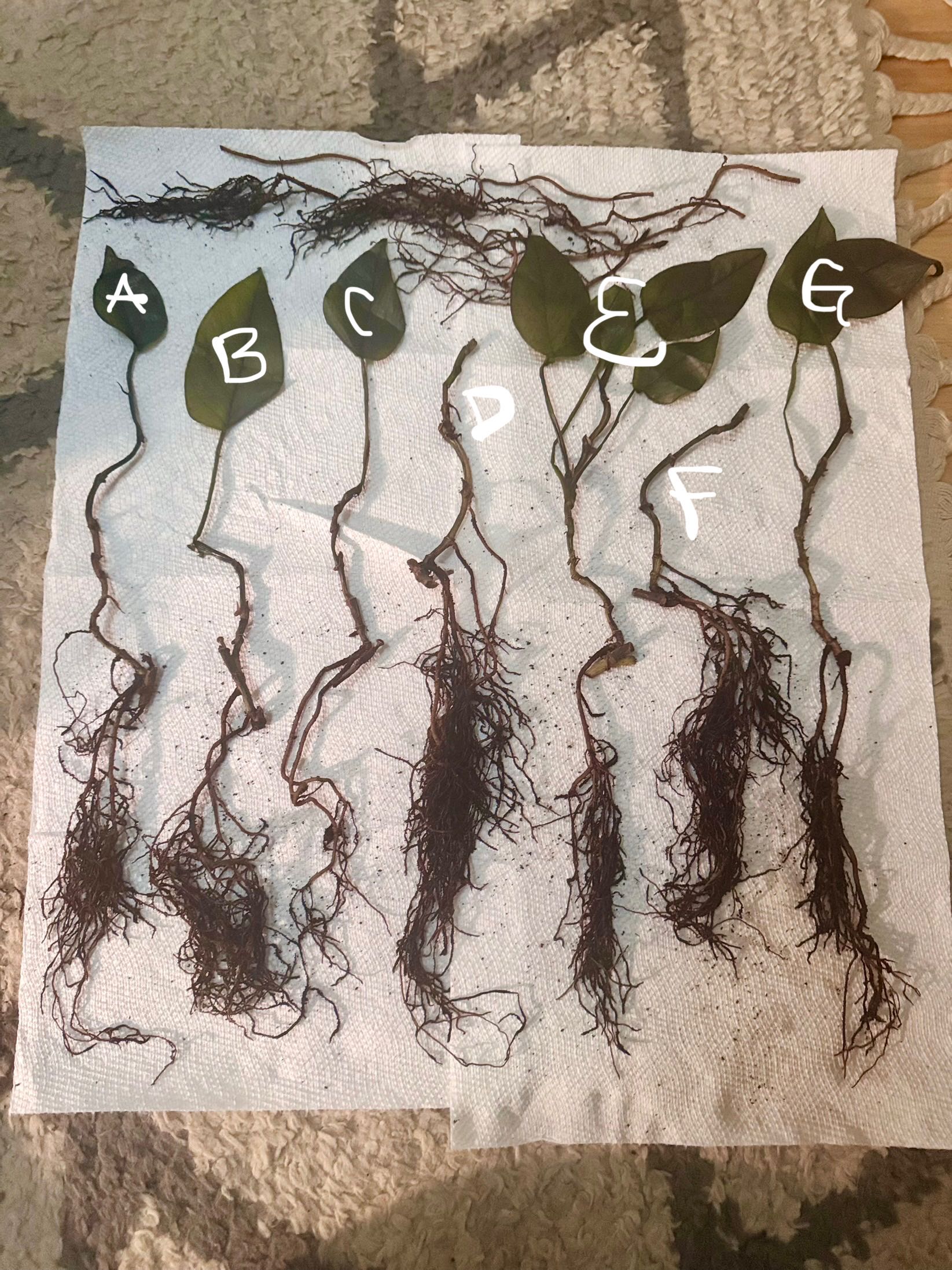 Photo from the post
