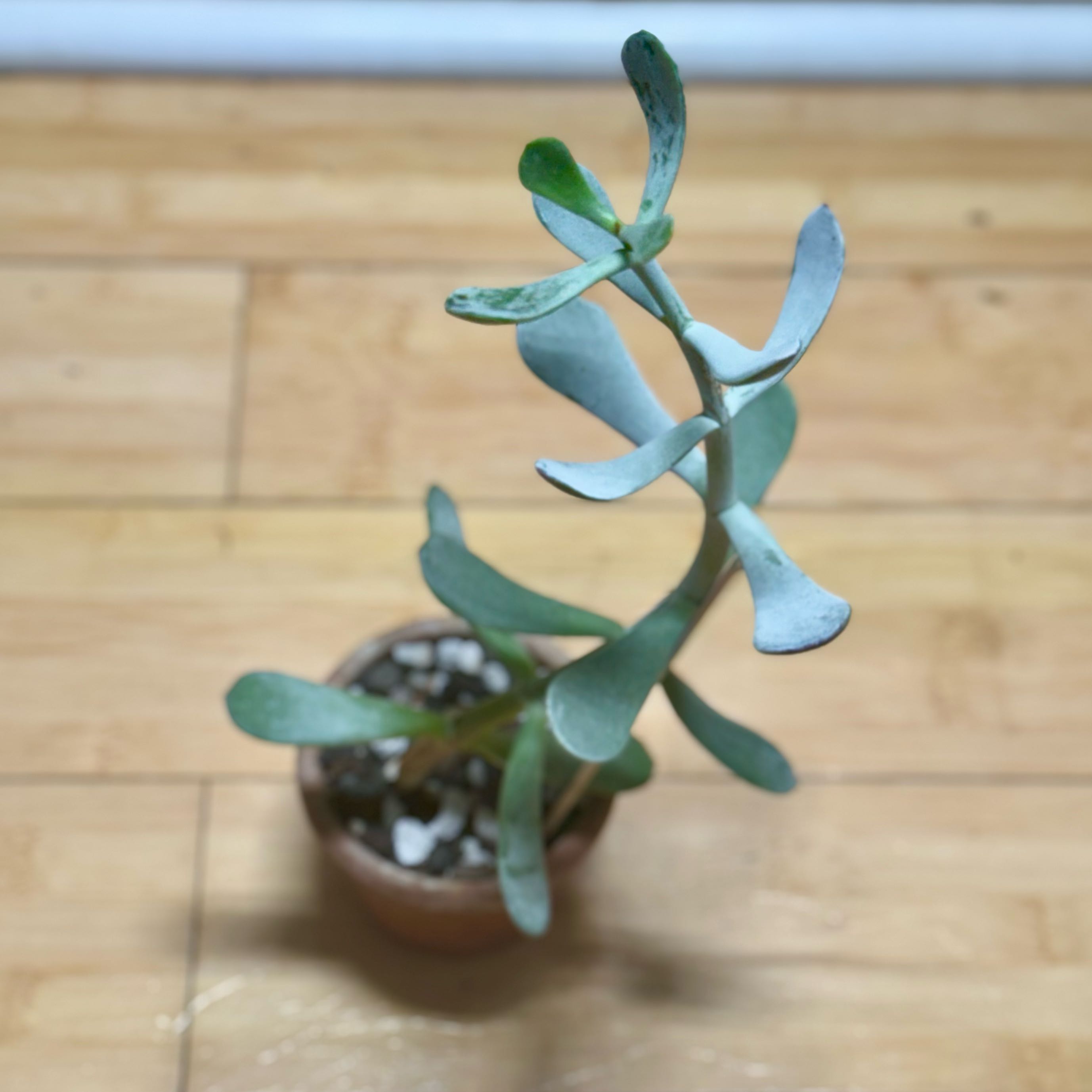 Photo of the plant species Lady Fingers by @SucculentSavant named Lyra on Greg, the plant care app